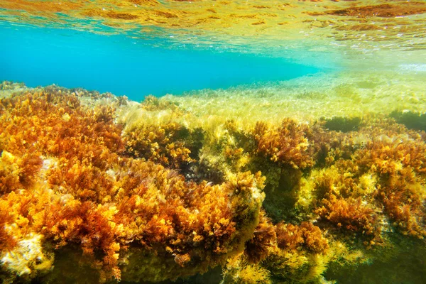Ibiza Formentera paisagem marinha subaquática anêmona — Fotografia de Stock