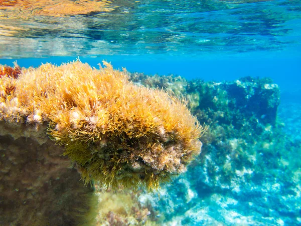 Ibiza formentera onderwater anemone zeegezicht — Stockfoto