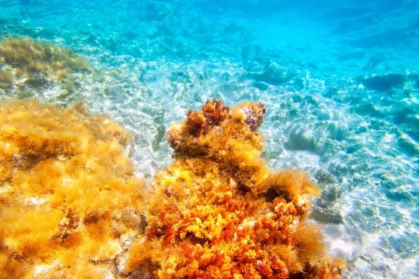 Ilhas Baeáricas fundo marinho subaquático — Fotografia de Stock