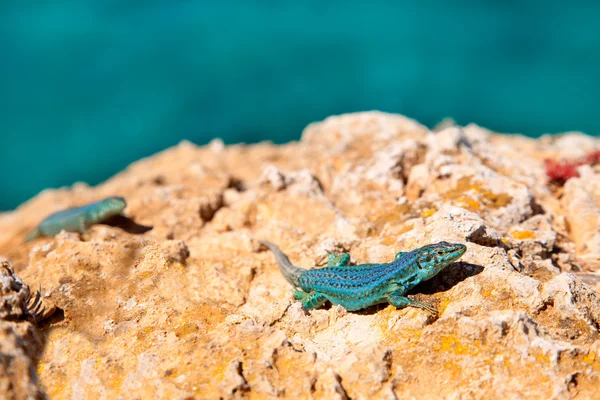 Formentera lizard Podarcis pityusensis formenterae — Stock Photo, Image
