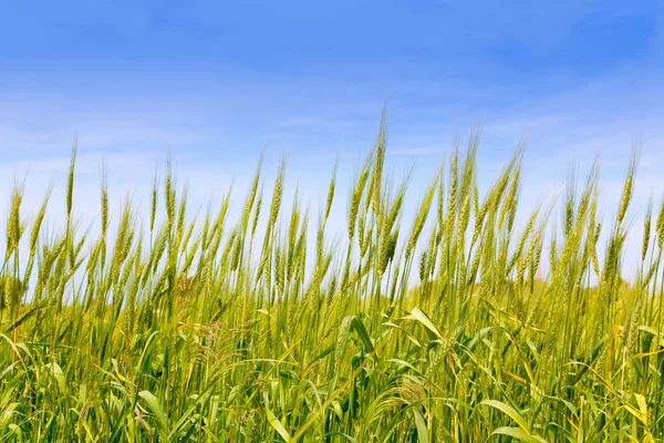 巴利阿里绿色的麦田中福门特拉岛岛 — 图库照片