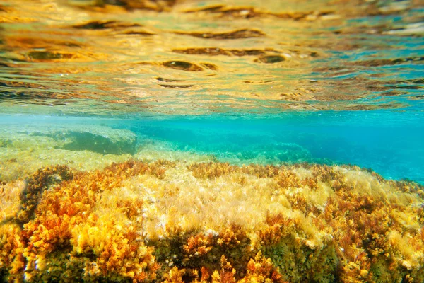 伊维萨岛福门特拉岛水下海葵海景 — 图库照片