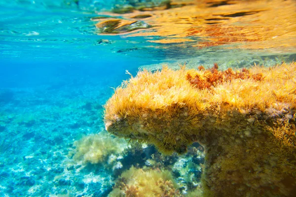 Ibiza formentera sualtı anemone deniz manzarası — Stok fotoğraf
