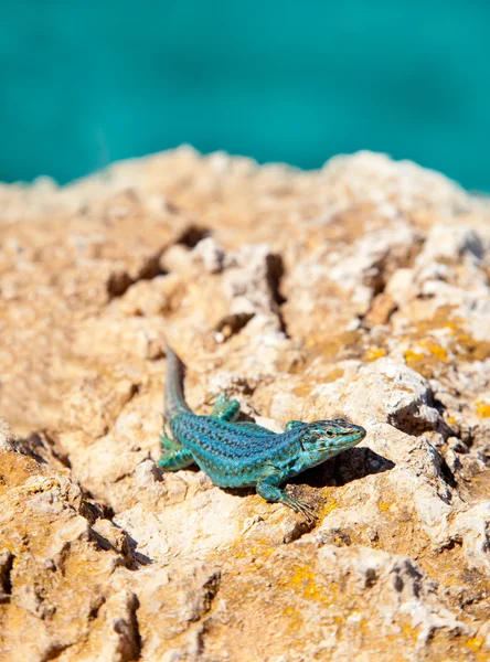 Formentera lizard Podarcis pityusensis formenterae — Stock Photo, Image