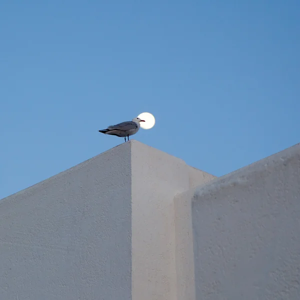 Moon and seagull in a mediterranean house — Stock Photo, Image