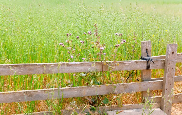 フォルメンテラや木材フェンスでバレアレス緑の牧草地 — ストック写真