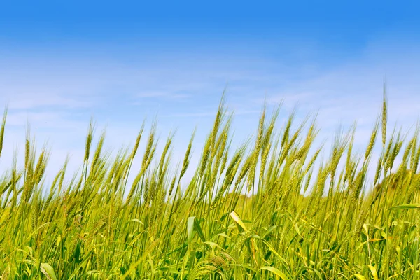 Balearic green wheat field in Formentera island — Stock Photo, Image