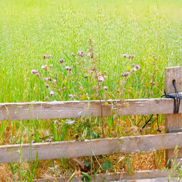 Balearic green meadow in formentera and wood fence — Stock Photo, Image