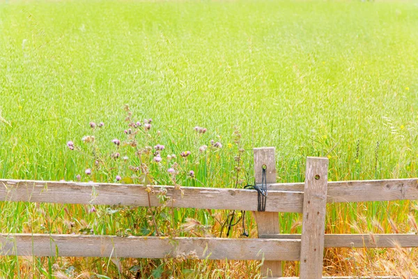 フォルメンテラや木材フェンスでバレアレス緑の牧草地 — ストック写真