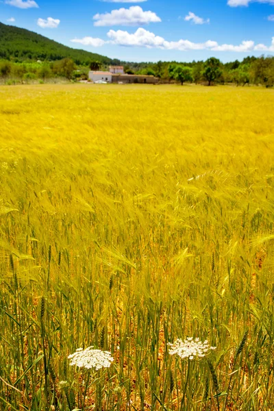Остров Ибица золотые пшеничные поля Средиземноморья — стоковое фото
