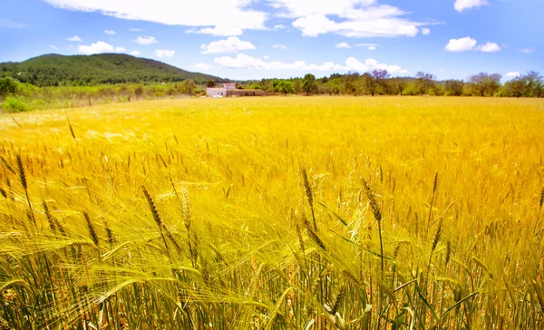 Ibiza isla de trigo dorado de los campos mediterráneos — Foto de Stock