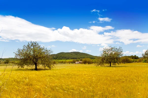 Ibiza island golden wheat fields of mediterranean — Stock Photo, Image