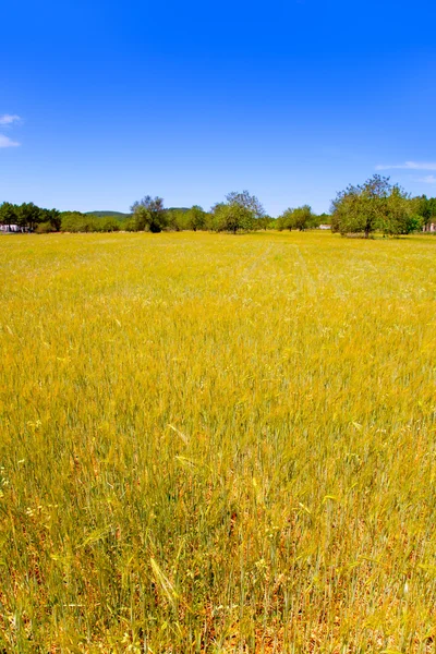 Ibiza island golden wheat fields of mediterranean — Stock Photo, Image