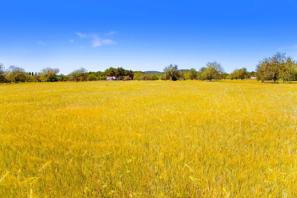 Île d'Ibiza champs de blé doré de la Méditerranée — Photo
