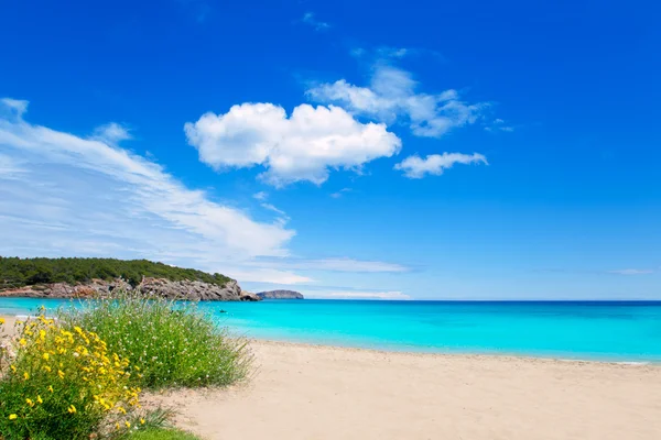 Cala Nova playa en Ibiza isla con agua turquesa —  Fotos de Stock