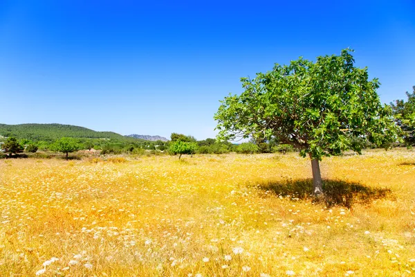 Ibiza zemědělství s fíkovníku a pšenice — Stock fotografie