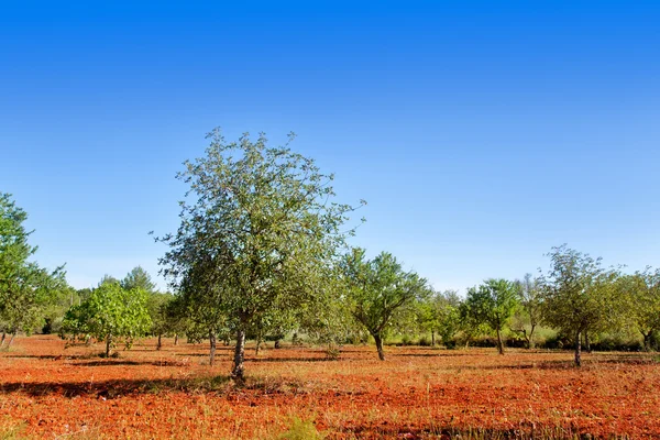 Agricultura na ilha de Ibiza árvores mediterrâneas mistas — Fotografia de Stock