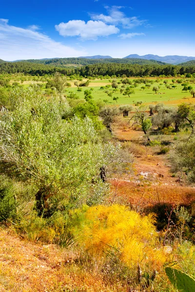 Ibiza eiland landschap met landbouw velden — Stockfoto