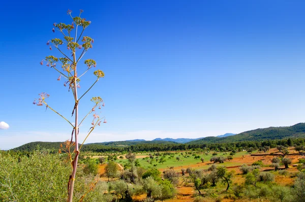 Ibiza eiland landschap met landbouw velden — Stockfoto