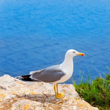 Akdeniz'de Balear Adaları deniz kuşu