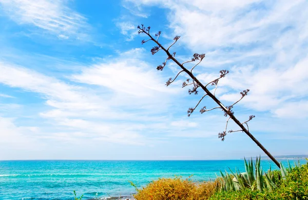Цветок агавы, как средиземноморский пейзаж — стоковое фото