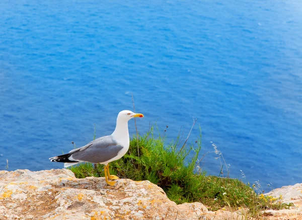 Uccello marino sul Mar Mediterraneo nelle Isole Baleari — Foto Stock