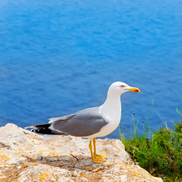 Aves marinhas no mar Mediterrâneo nas ilhas Baleares — Fotografia de Stock