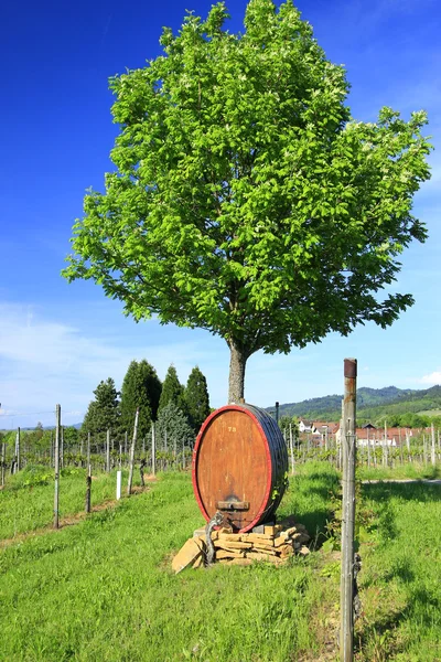 Wine barrel in the vineyard — Stock Photo, Image