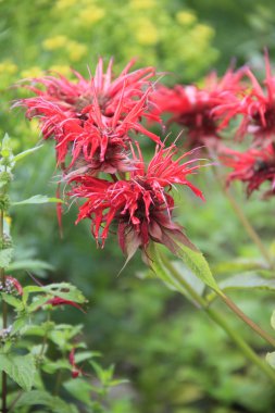 Bergamot - monarda Didim