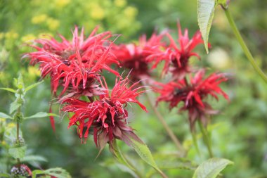 Bergamot - monarda Didim