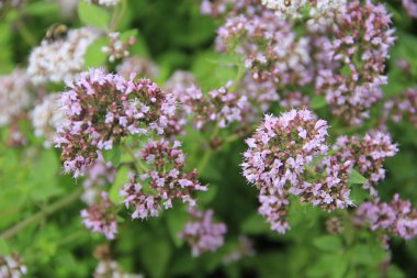 Oregano - Origanum vulgare clipart