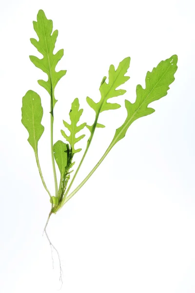 Rucola salad — Stock Photo, Image
