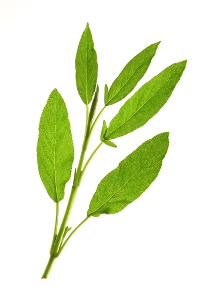 Sábio - Salvia officinalis — Fotografia de Stock