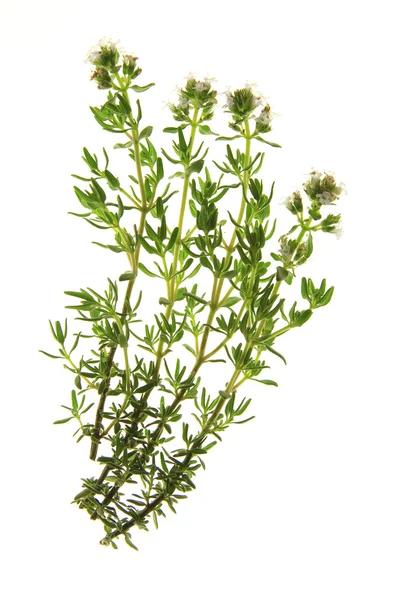 Thyme - Thymus vulgaris — Stock Photo, Image
