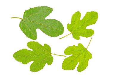 Fig leaves clipart