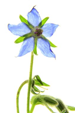 Borage clipart