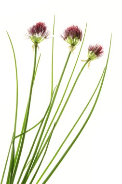 Fresh Chive clipart