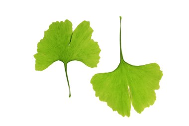 ginkgo yaprakları