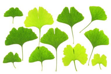 Ginkgo leaves clipart