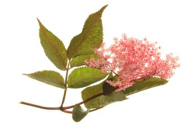 Kırmızı çiçekli siyah yaşlı