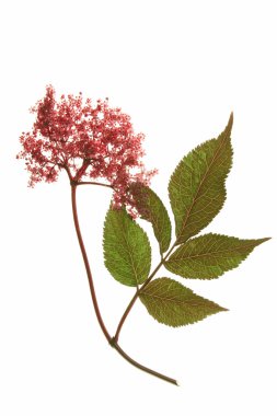 Red flowering black elder clipart