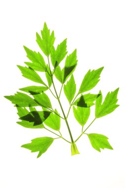 Lovage clipart