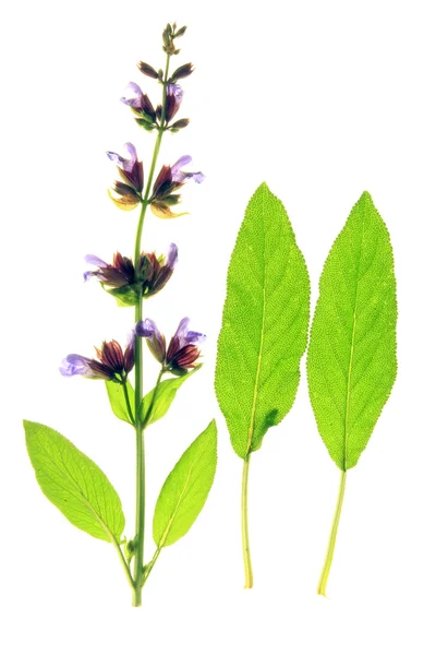 Šalvěj listy a květy — Stock fotografie