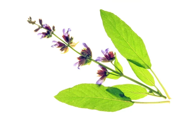 Sage leaves and blossom — Stock Photo, Image