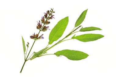 Sage flower and leaves clipart