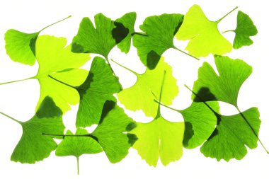 Ginkgo leaves clipart