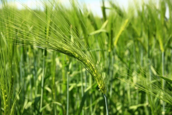 緑、熟していない大麦 — ストック写真