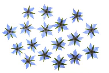 Flowers of borage clipart