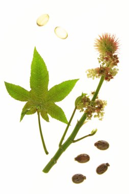 Ricinus communis clipart