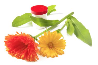 Marigold flower clipart